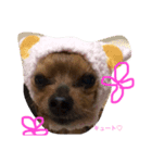 がんちゃん♡（個別スタンプ：6）