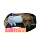 alice life（個別スタンプ：35）
