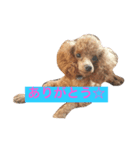 ショコラレオンシェリー（個別スタンプ：5）