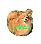 ろこ（個別スタンプ：6）
