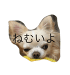 ツンデレチワワのエルちゃん（個別スタンプ：1）