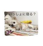 ツンデレチワワのエルちゃん（個別スタンプ：2）