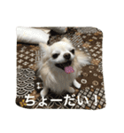 ツンデレチワワのエルちゃん（個別スタンプ：3）