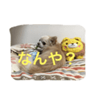 ツンデレチワワのエルちゃん（個別スタンプ：5）