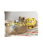 ツンデレチワワのエルちゃん（個別スタンプ：6）