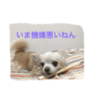 ツンデレチワワのエルちゃん（個別スタンプ：7）