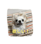 ツンデレチワワのエルちゃん（個別スタンプ：8）