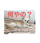 ツンデレチワワのエルちゃん（個別スタンプ：12）