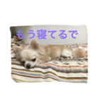 ツンデレチワワのエルちゃん（個別スタンプ：16）