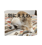 ツンデレチワワのエルちゃん（個別スタンプ：19）