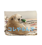 ツンデレチワワのエルちゃん（個別スタンプ：24）