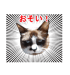 Anko face（個別スタンプ：1）