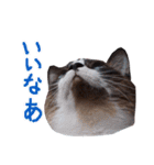 Anko face（個別スタンプ：4）