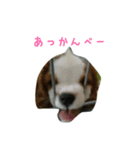 キャバリアのポポロくん（個別スタンプ：6）
