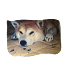 コーギーカーディガンのさらら（個別スタンプ：6）