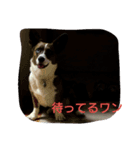 コーギーカーディガンのさらら（個別スタンプ：7）