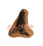 シャルトリューの猫（個別スタンプ：2）