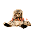ニャンズー（個別スタンプ：1）