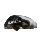 ニャンズー（個別スタンプ：4）