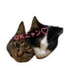 ニャンズー（個別スタンプ：5）