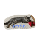 ニアのつぶやき（個別スタンプ：7）