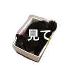 箱ねこ いっちゃん（個別スタンプ：1）