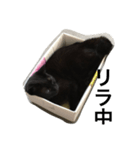 箱ねこ いっちゃん（個別スタンプ：2）