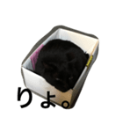 箱ねこ いっちゃん（個別スタンプ：3）