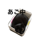 箱ねこ いっちゃん（個別スタンプ：4）