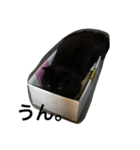 箱ねこ いっちゃん（個別スタンプ：5）