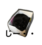 箱ねこ いっちゃん（個別スタンプ：6）