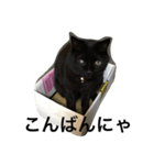箱ねこ いっちゃん（個別スタンプ：7）