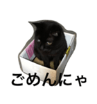 箱ねこ いっちゃん（個別スタンプ：8）