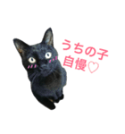 H家の小太郎さん（個別スタンプ：3）