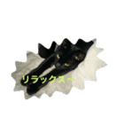 H家の小太郎さん（個別スタンプ：10）