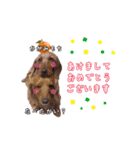 あいさつする短足犬（個別スタンプ：1）