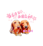 あいさつする短足犬（個別スタンプ：2）