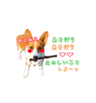 あいさつする短足犬（個別スタンプ：3）