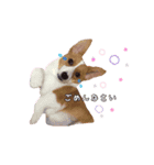 あいさつする短足犬（個別スタンプ：5）