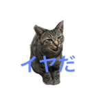 よも猫（個別スタンプ：1）