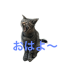 よも猫（個別スタンプ：2）