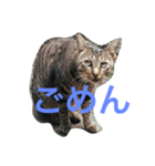 よも猫（個別スタンプ：3）