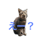 よも猫（個別スタンプ：4）
