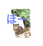 よも猫（個別スタンプ：5）