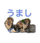 よも猫（個別スタンプ：7）