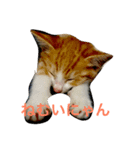 mini mini cat（個別スタンプ：1）