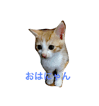 mini mini cat（個別スタンプ：2）