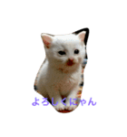 mini mini cat（個別スタンプ：3）
