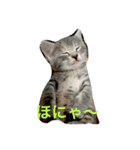 mini mini cat（個別スタンプ：4）