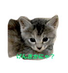 mini mini cat（個別スタンプ：6）